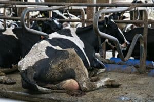 Factory Farms No Longer Required to Report Dangerous Emissions