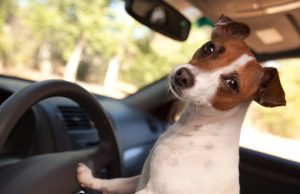 Stop Treating Dogs Like Hood Ornaments